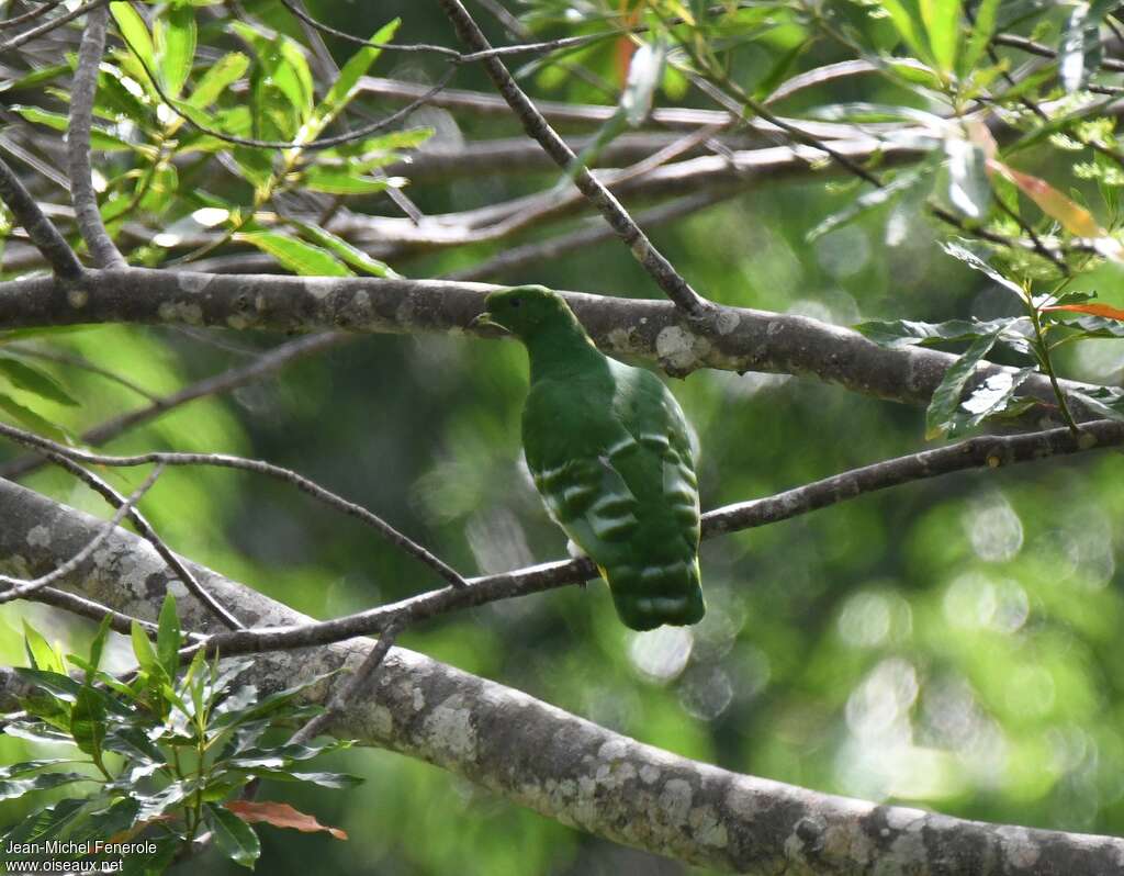 Cloven-feathered Dove male