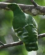 Cloven-feathered Dove