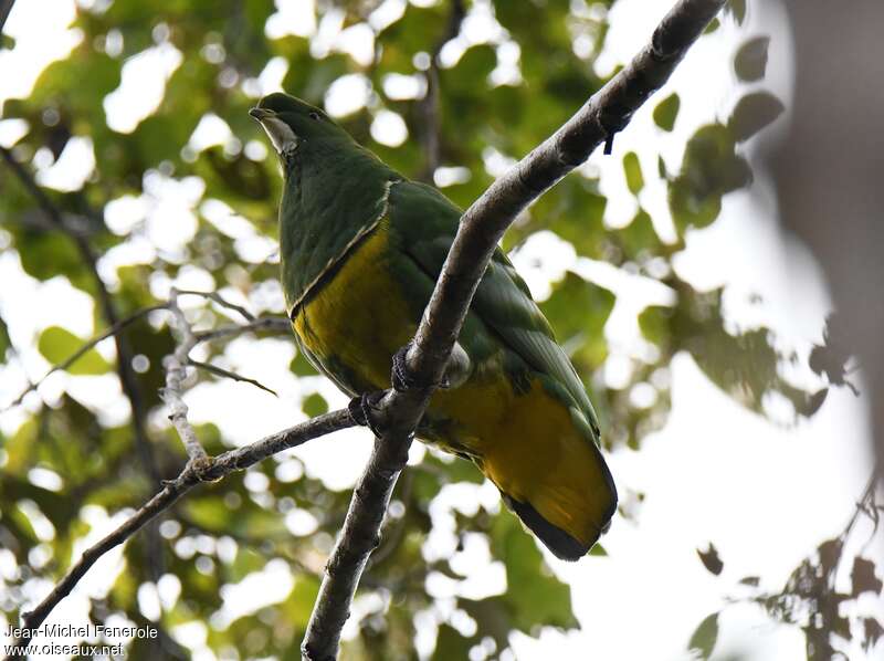Cloven-feathered Dove male