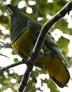 Cloven-feathered Dove