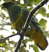 Cloven-feathered Dove