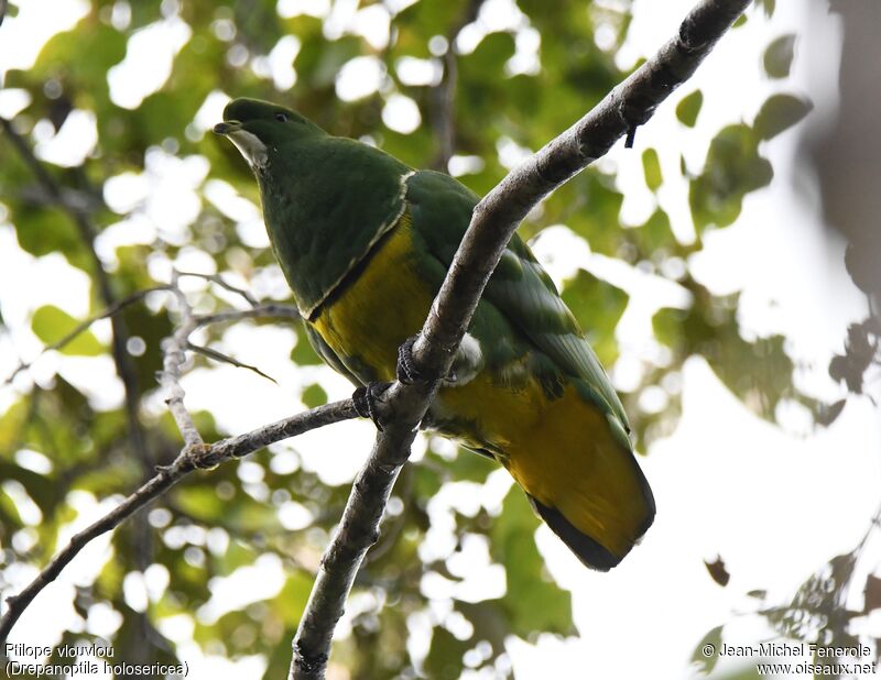 Cloven-feathered Dove