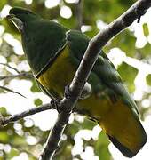 Cloven-feathered Dove