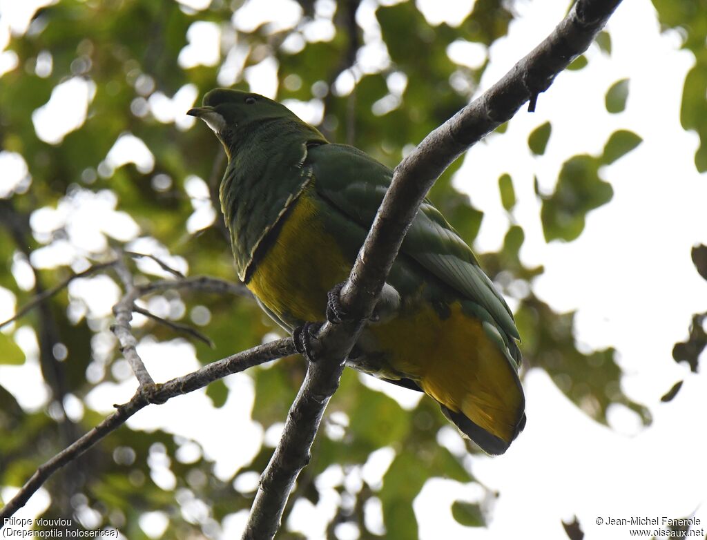 Cloven-feathered Dove