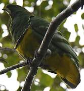 Cloven-feathered Dove