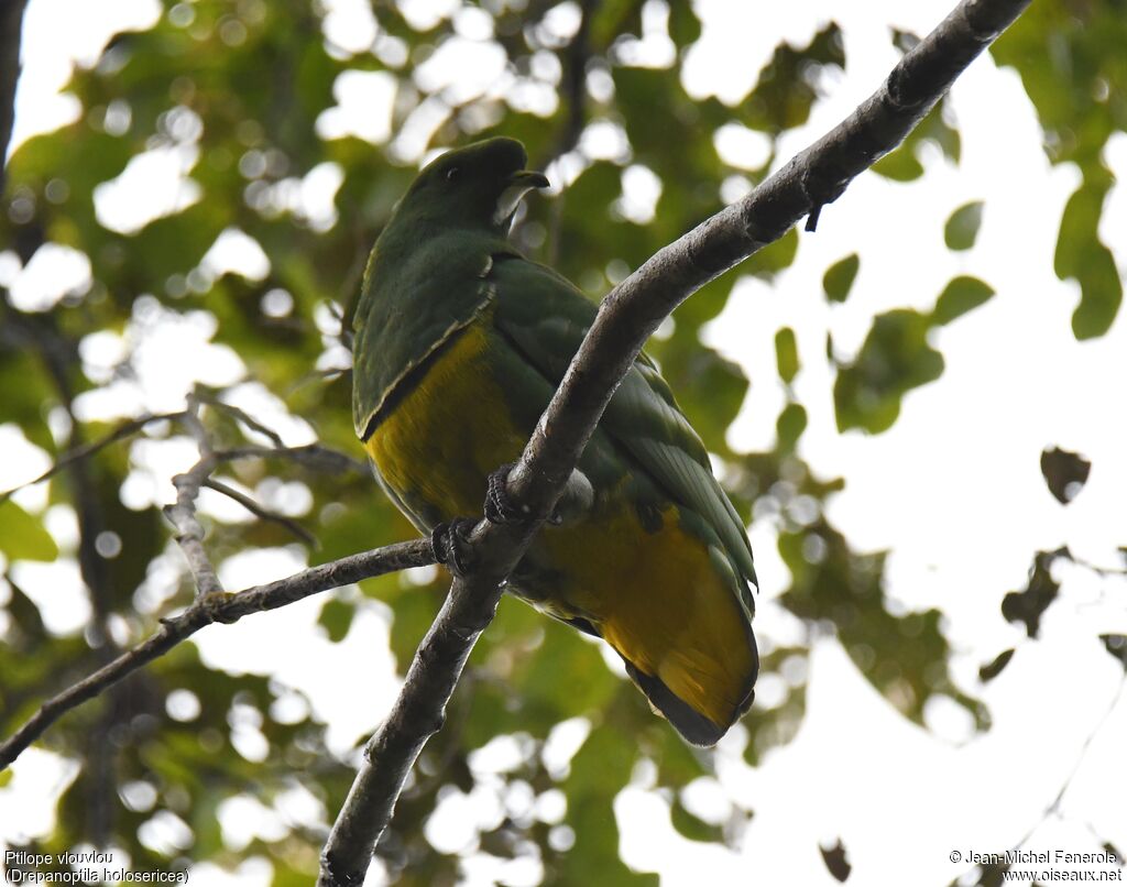 Cloven-feathered Dove