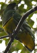 Cloven-feathered Dove