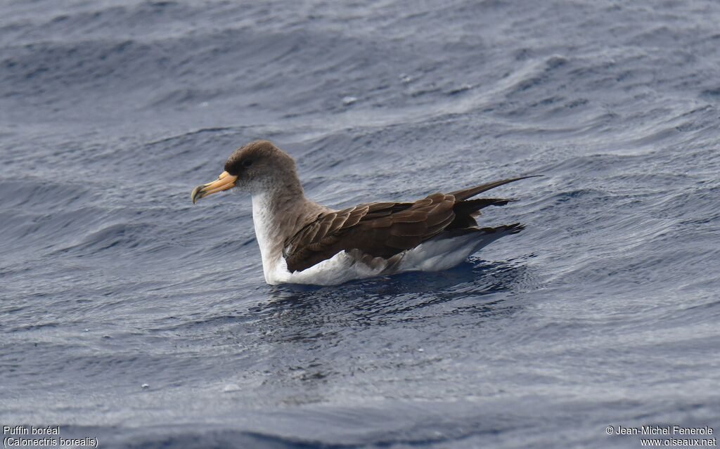 Puffin boréal