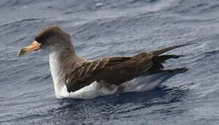 Cory's Shearwater