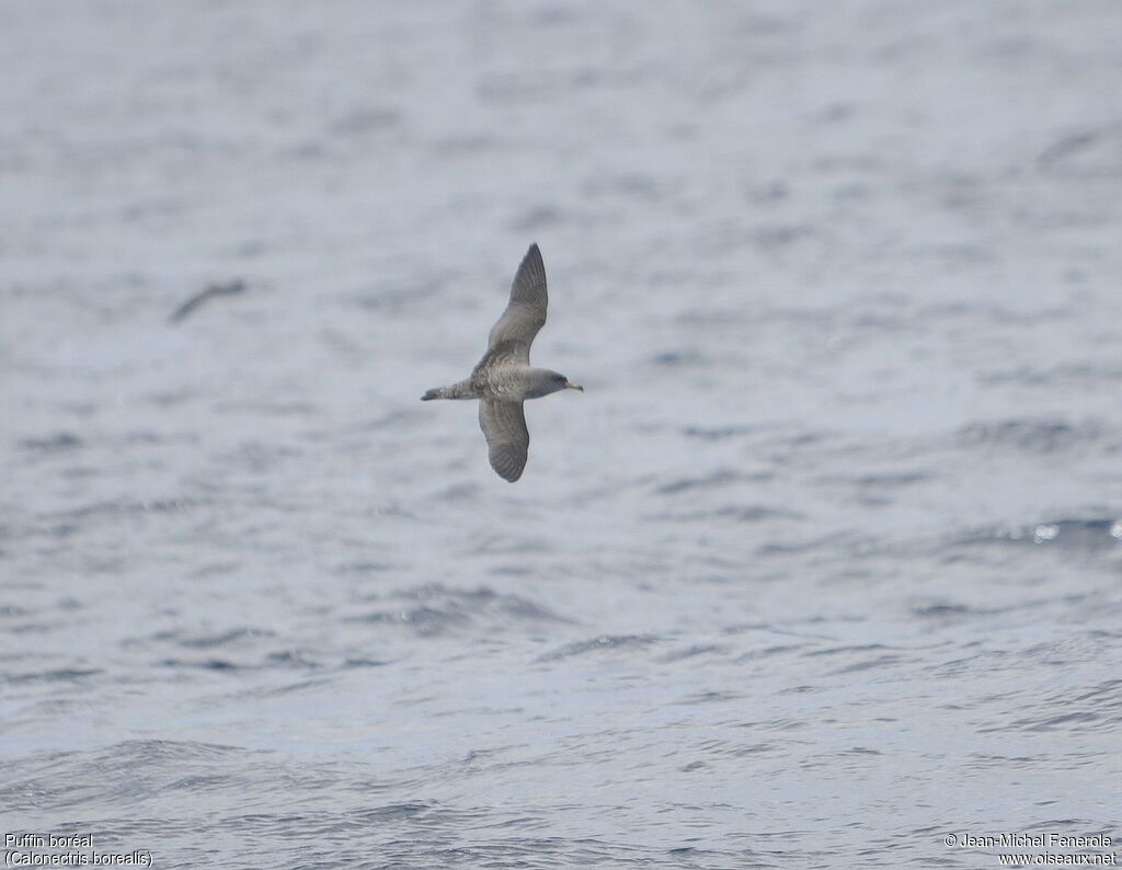 Cory's Shearwater