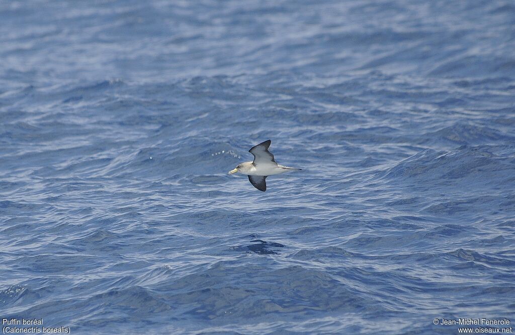 Cory's Shearwater