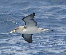 Cory's Shearwater