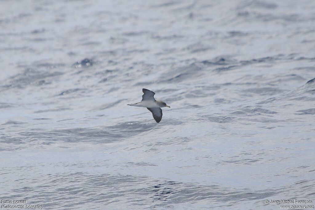 Cory's Shearwater