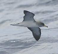 Cory's Shearwater