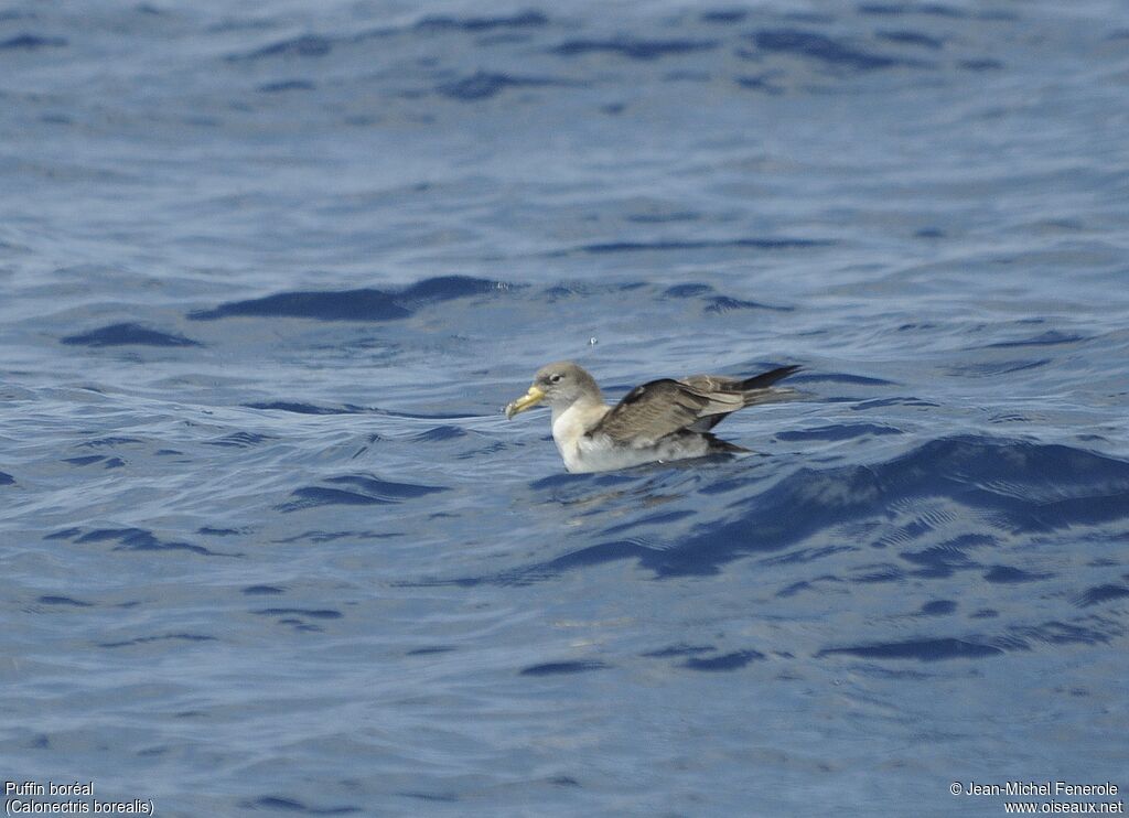 Cory's Shearwater