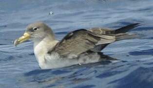 Cory's Shearwater