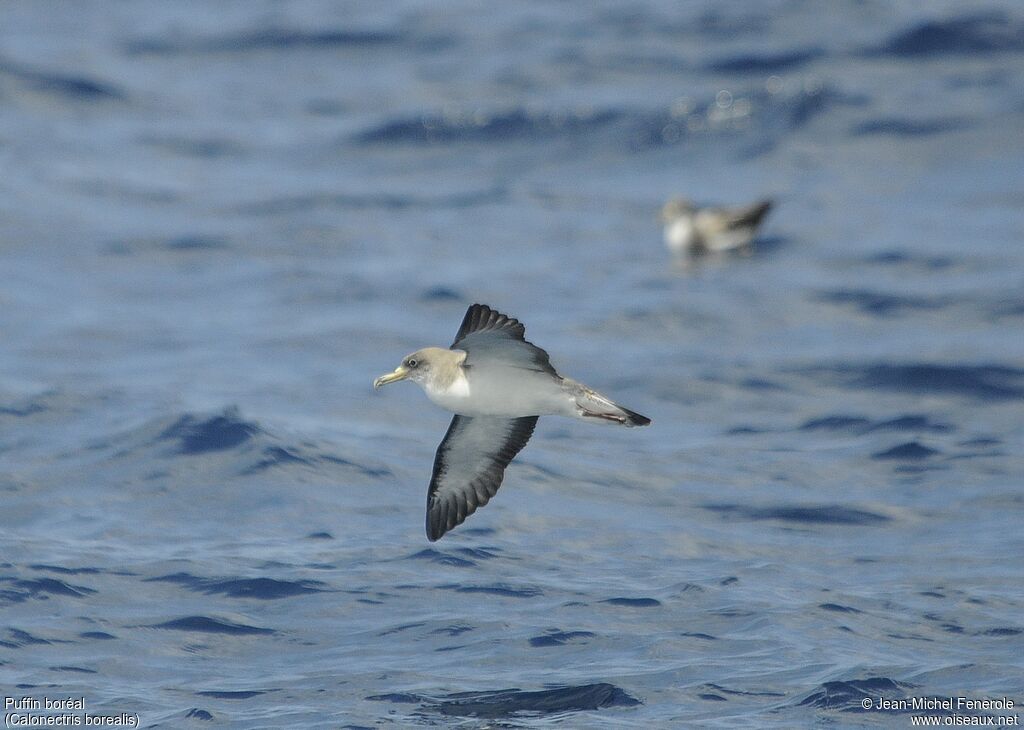 Puffin boréal