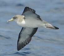 Cory's Shearwater