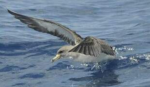 Cory's Shearwater