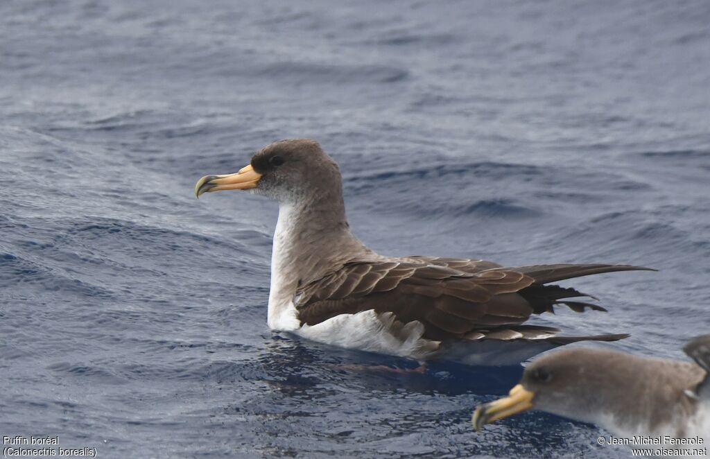 Cory's Shearwater