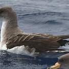 Puffin boréal