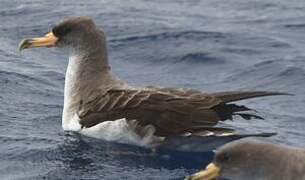 Cory's Shearwater