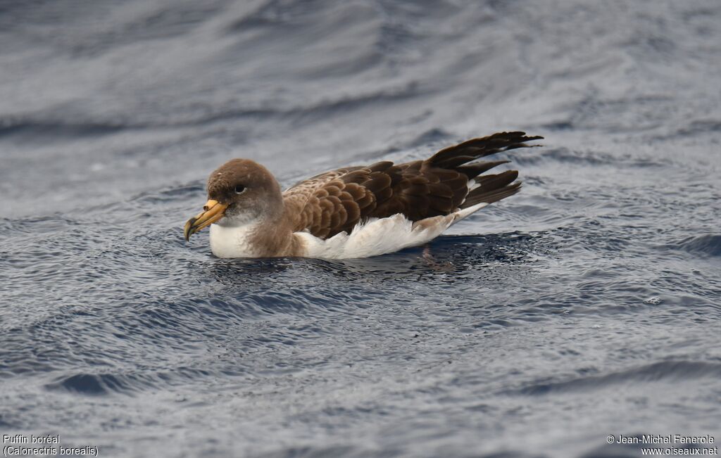 Cory's Shearwater