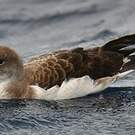 Puffin boréal