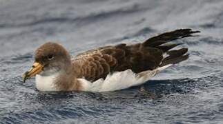 Cory's Shearwater