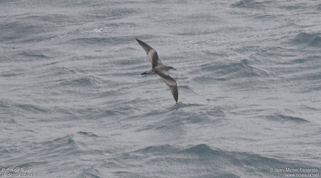 Buller's Shearwater