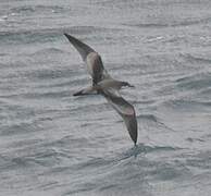 Buller's Shearwater