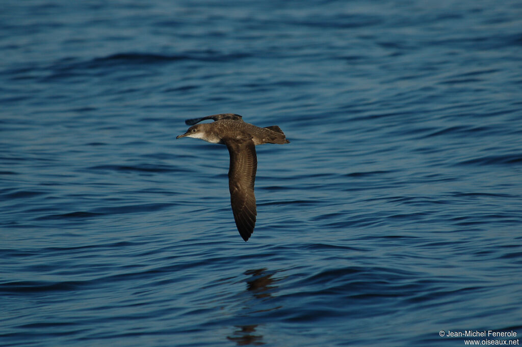 Puffin des Baléares