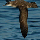 Puffin des Baléares