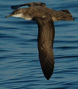 Balearic Shearwater