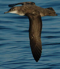 Puffin des Baléares