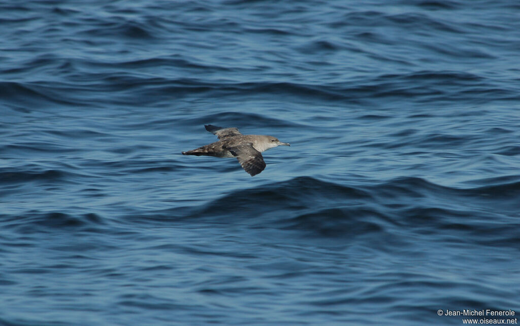 Puffin des Baléares