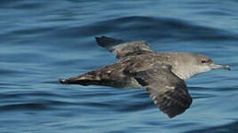 Puffin des Baléares