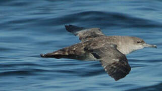 Balearic Shearwater