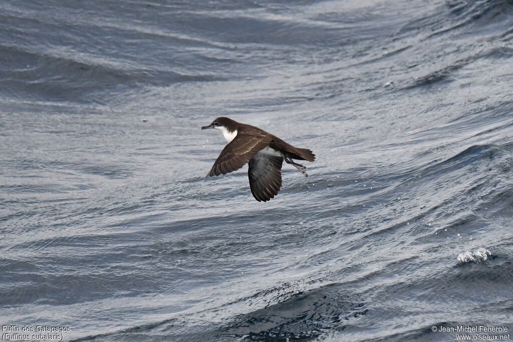 Galapagos Shearwater