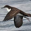 Puffin des Galapagos