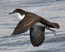 Galapagos Shearwater