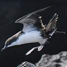 Puffin des Galapagos