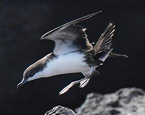 Puffin des Galapagos