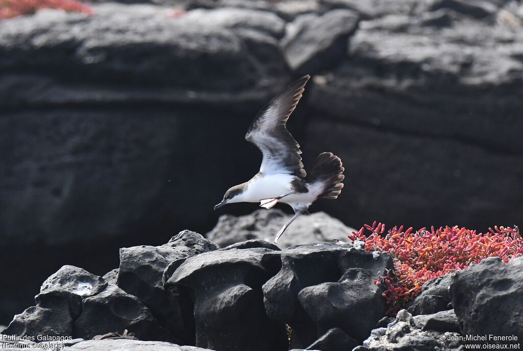 Galapagos Shearwater