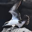 Puffin des Galapagos