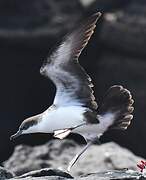 Galapagos Shearwater