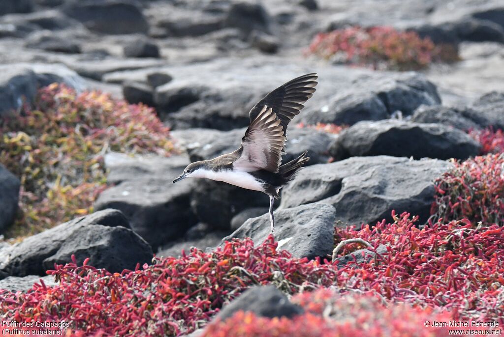 Puffin des Galapagos