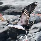 Puffin des Galapagos