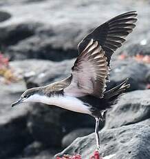 Puffin des Galapagos