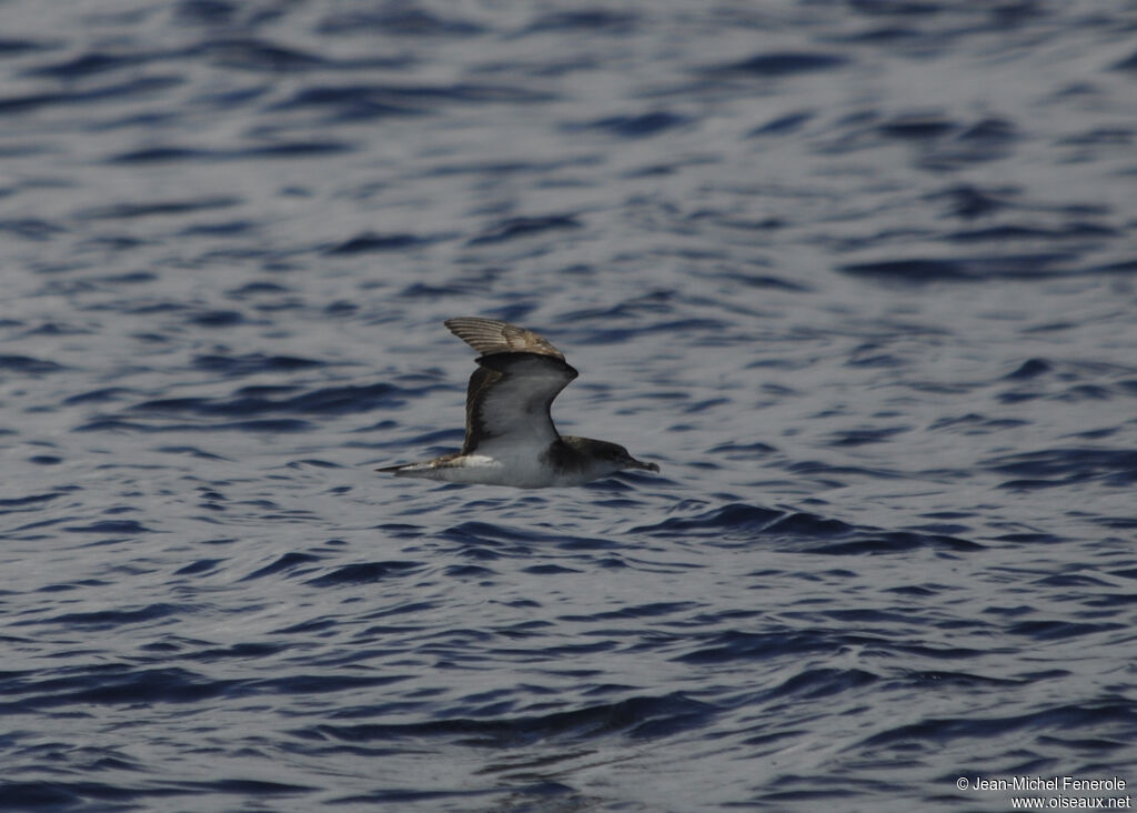 Puffin du Cap-Vert